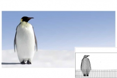 Pinguin